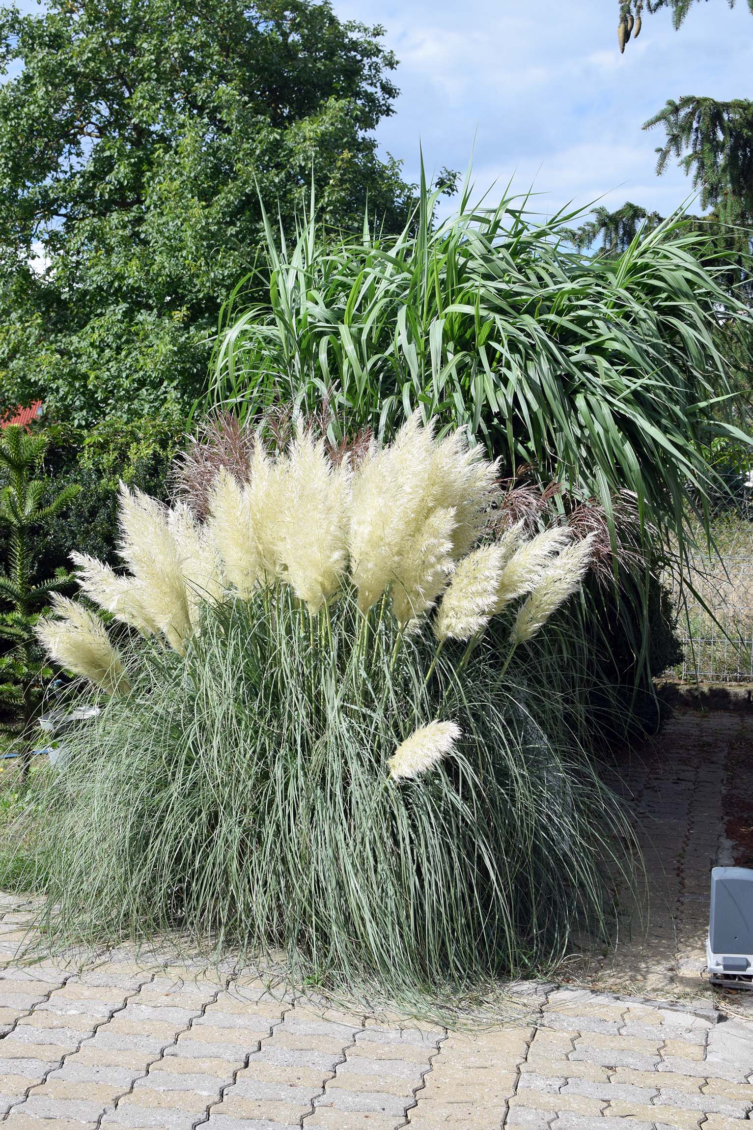 Trawa pampasowa