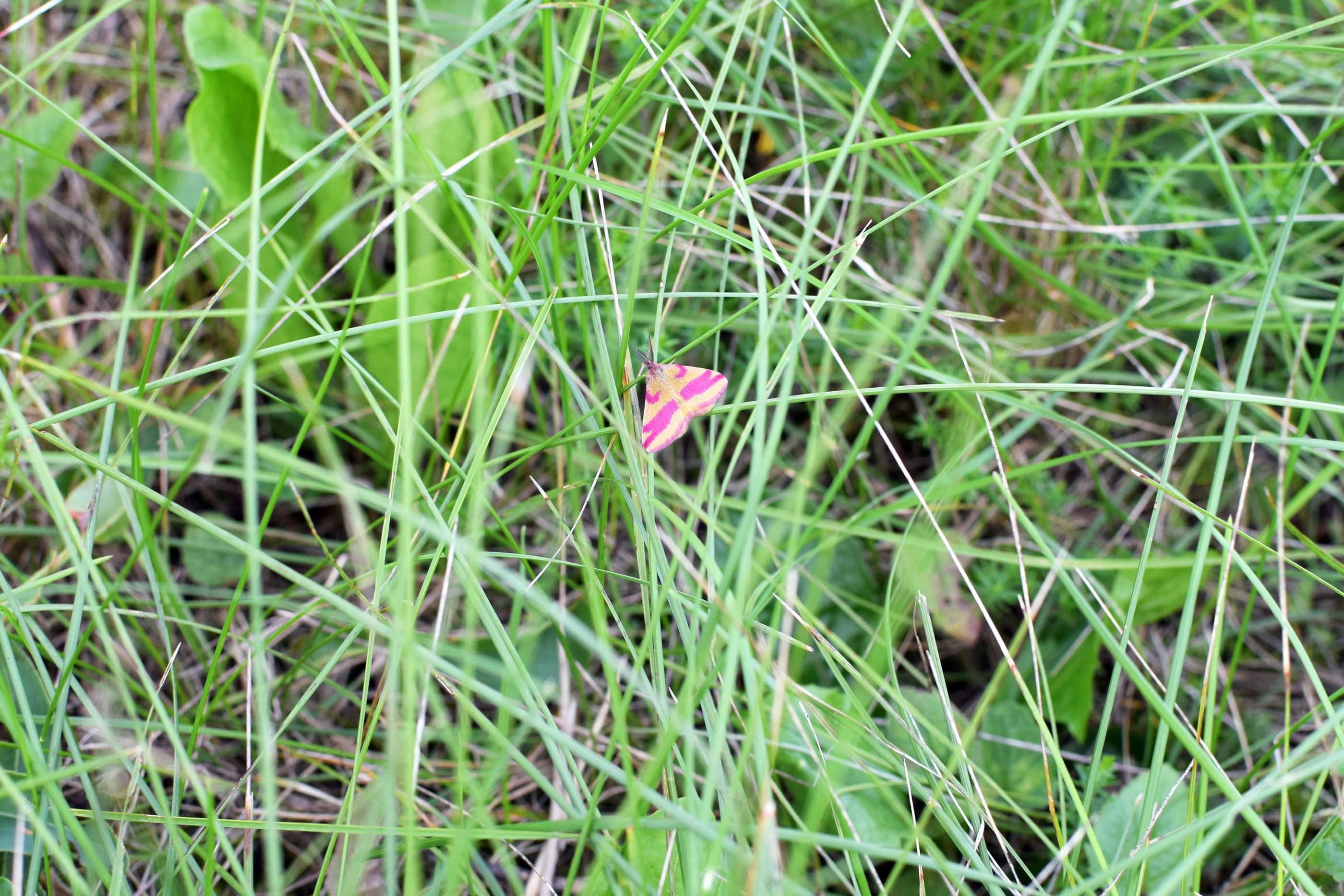 Motyl