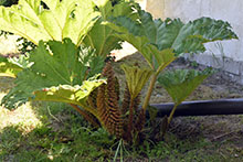 Gunnera